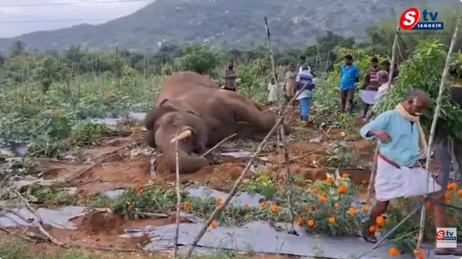 హైటెన్షన్ వైర్లకు బలైన అడవి ఏనుగు.. చిత్తూరులో విషాదం!